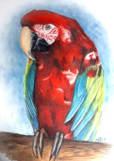 Bird portraits - C.Shannon - Professional Artist